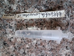 Lernaeidae