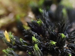 Orthotrichum anomalum