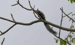Sciurus stramineus