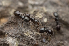 Ochetellus glaber