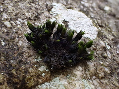 Orthotrichum anomalum