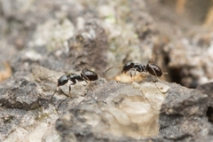 Ochetellus glaber