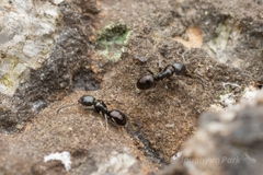 Ochetellus glaber
