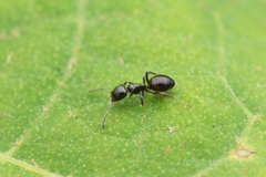 Ochetellus glaber