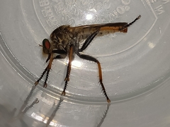 Cophinopoda