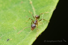 Pheidole nodus