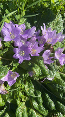 Mandragora autumnalis