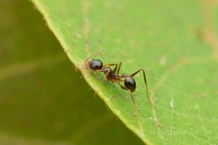 Pheidole nodus