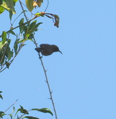 Myzomela obscura