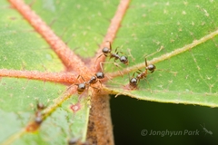 Pheidole nodus