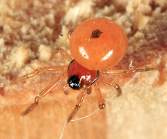 Thymoites unimaculatus