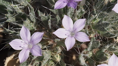 Langloisia setosissima setosissima