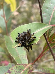Perga affinis