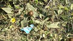 Abutilon abutiloides