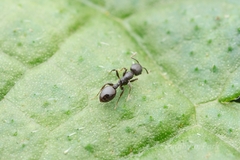 Temnothorax congruus