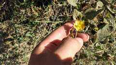 Abutilon abutiloides