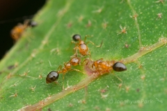 Monomorium intrudens