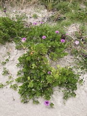 Dimorphotheca fruticosa