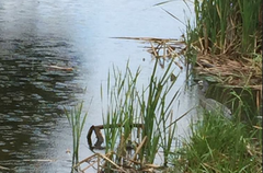 Egretta novaehollandiae novaehollandiae
