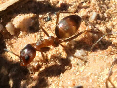 Dorymyrmex