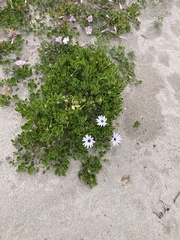 Dimorphotheca fruticosa