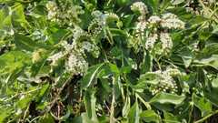 Tournefortia mutabilis