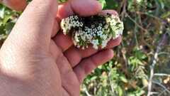 Tournefortia mutabilis