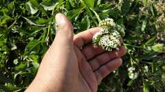 Tournefortia mutabilis