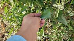 Tournefortia mutabilis