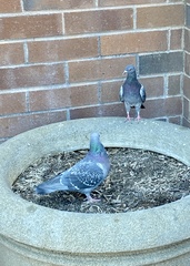 Columba livia domestica