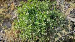 Tournefortia mutabilis