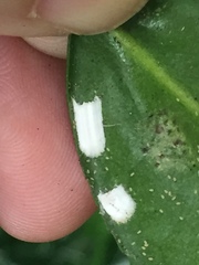 Pulvinaria camelicola