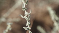 Atriplex polycarpa