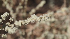 Atriplex polycarpa