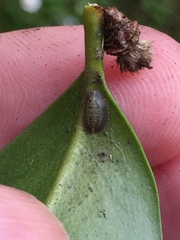Pulvinaria camelicola