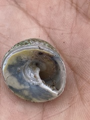 Coelotrochus viridis