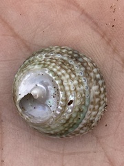 Coelotrochus viridis