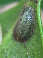 Pulvinaria camelicola