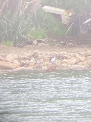 Phalacrocorax varius varius