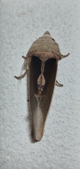 Gonodonta mexicana
