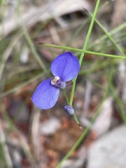 Comesperma volubile