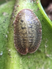 Pulvinaria camelicola