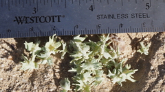 Atriplex canescens macilenta