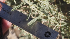 Atriplex canescens macilenta