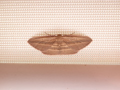 Epiphryne verriculata