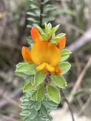 Pultenaea tuberculata