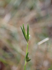 Juncus pelocarpus