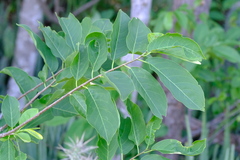 Ehretia acuminata