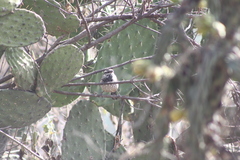 Campylorhynchus