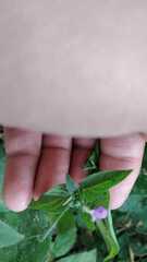 Dicliptera peduncularis